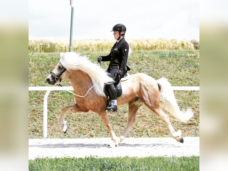 Caballos islandeses Semental Palomino in Lochen am See