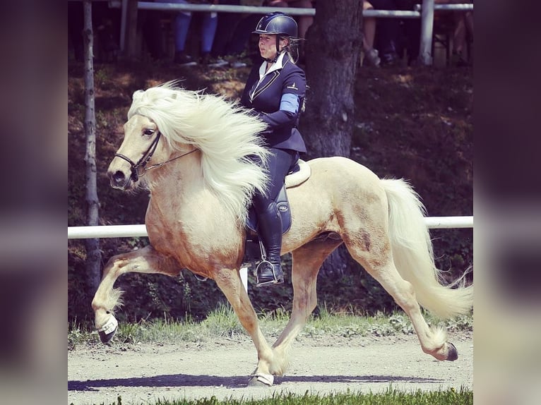 Caballos islandeses Semental Palomino in Mining