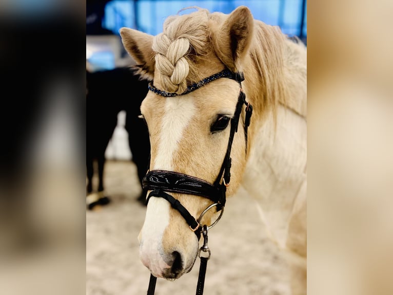 Caballos islandeses Semental Palomino in Zweibrücken