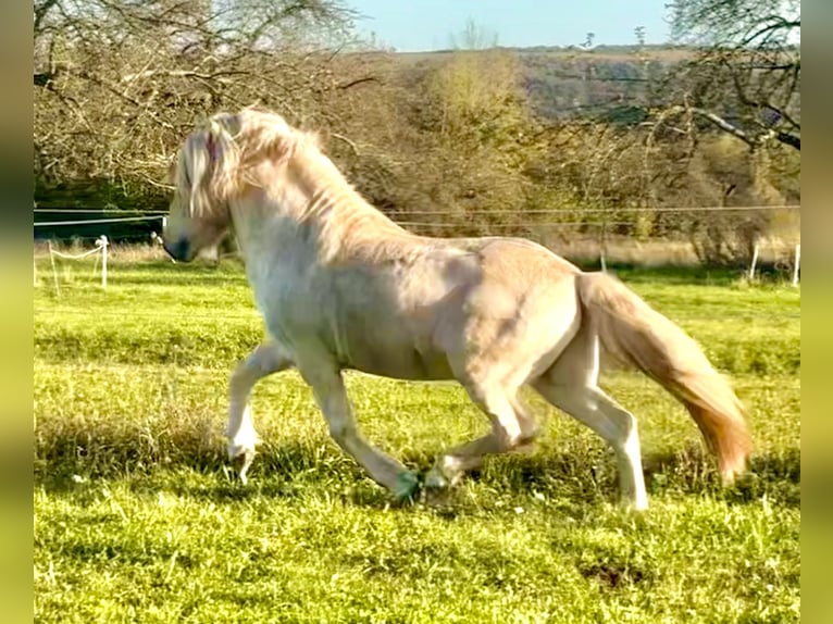 Caballos islandeses Semental Palomino in Zweibrücken