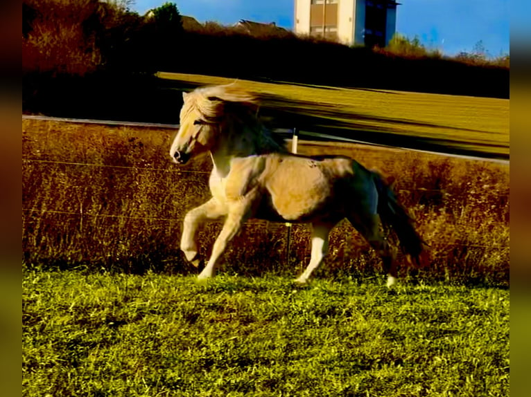 Caballos islandeses Semental Palomino in Zweibrücken