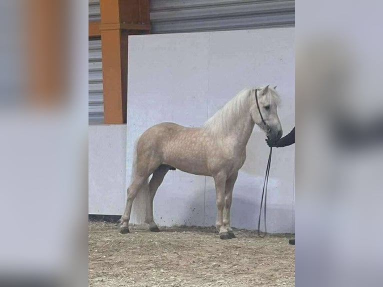 Caballos islandeses Semental Palomino in Thuine