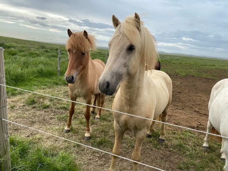 Caballos islandeses Semental Palomino in Thuine