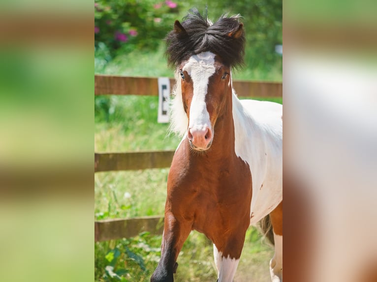 Caballos islandeses Semental Pío in Ganderkesee