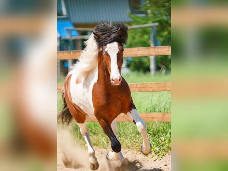 Caballos islandeses Semental Pío in Ganderkesee
