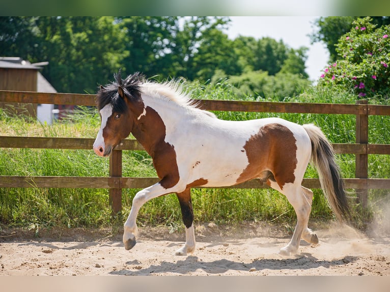 Caballos islandeses Semental Pío in Ganderkesee