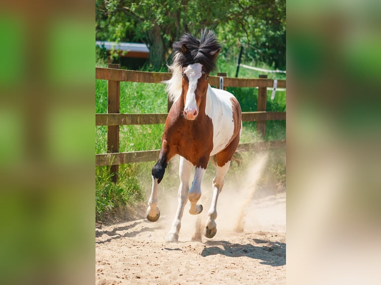 Caballos islandeses Semental Pío in Ganderkesee
