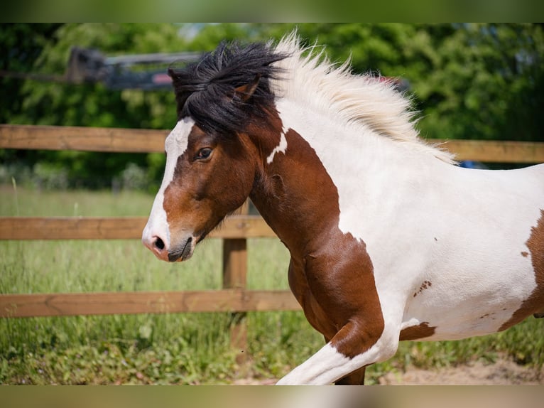 Caballos islandeses Semental Pío in Ganderkesee