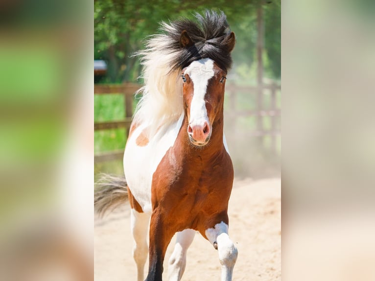 Caballos islandeses Semental Pío in Ganderkesee