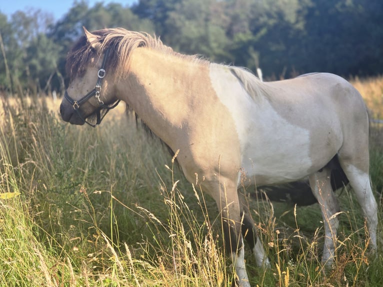 Caballos islandeses Semental Pío in Ruppichteroth