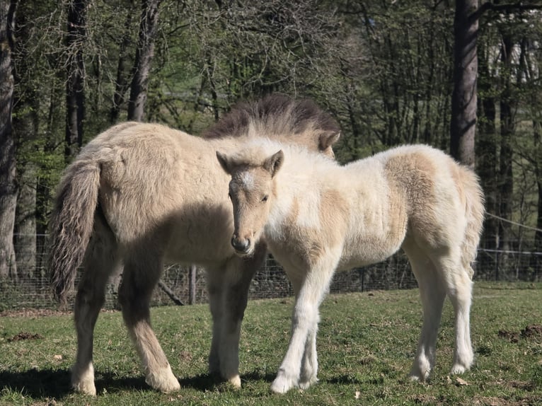 Caballos islandeses Semental Pío in Ruppichteroth