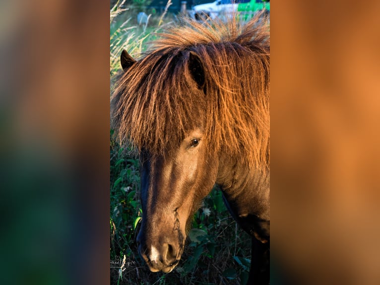 Caballos islandeses Semental Pío in Neuwied