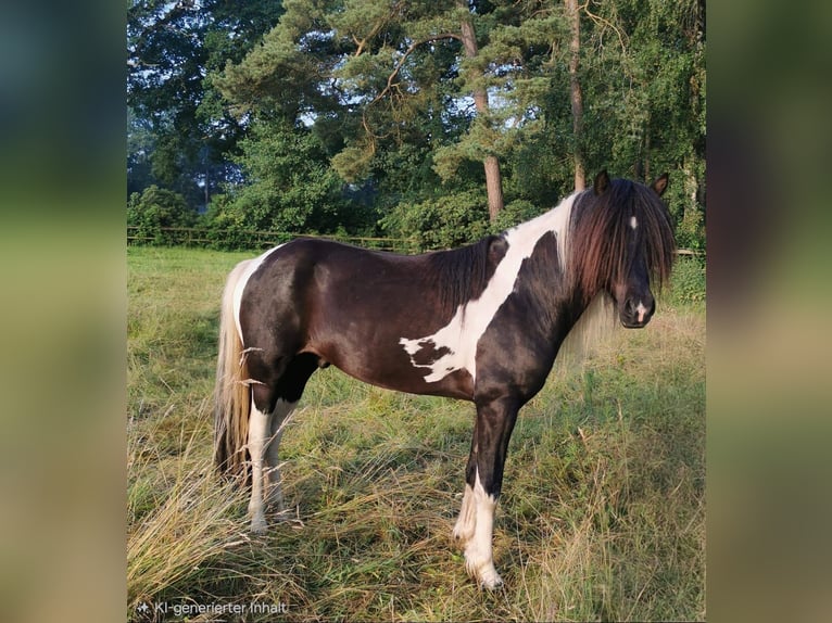 Caballos islandeses Semental Pío in Hatten