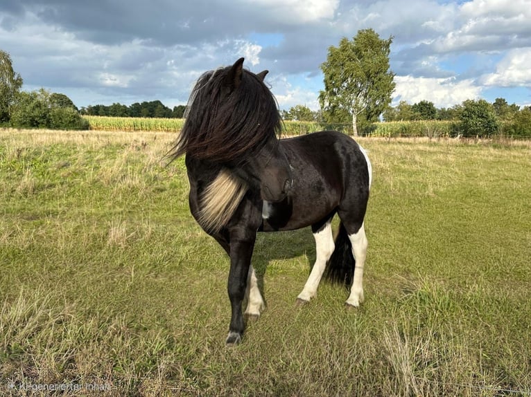Caballos islandeses Semental Pío in Hatten
