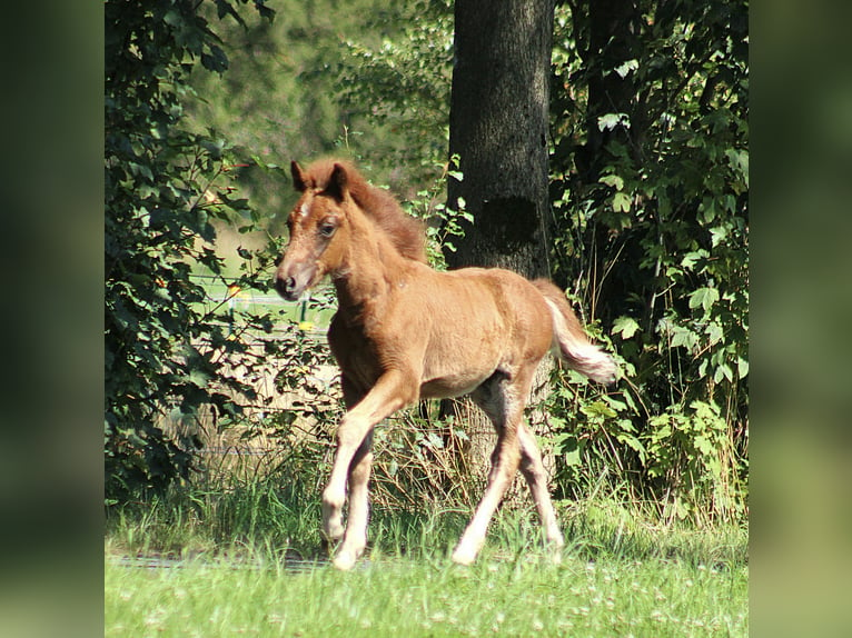 Caballos islandeses Semental Potro (04/2024) 138 cm Alazán-tostado in Soltau