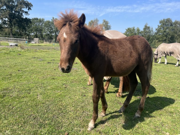 Caballos islandeses Semental Potro (04/2024) 138 cm Alazán-tostado in Soltau