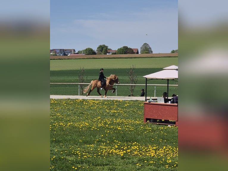 Caballos islandeses Semental Potro (05/2026) 140 cm Alazán in Bibertal