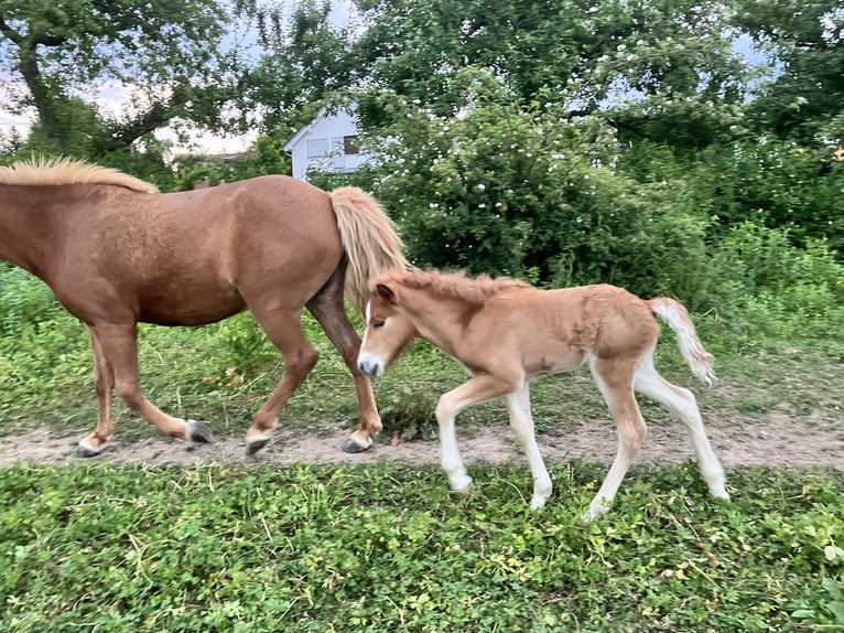 Caballos islandeses Semental Potro (05/2026) 140 cm Alazán in Bibertal