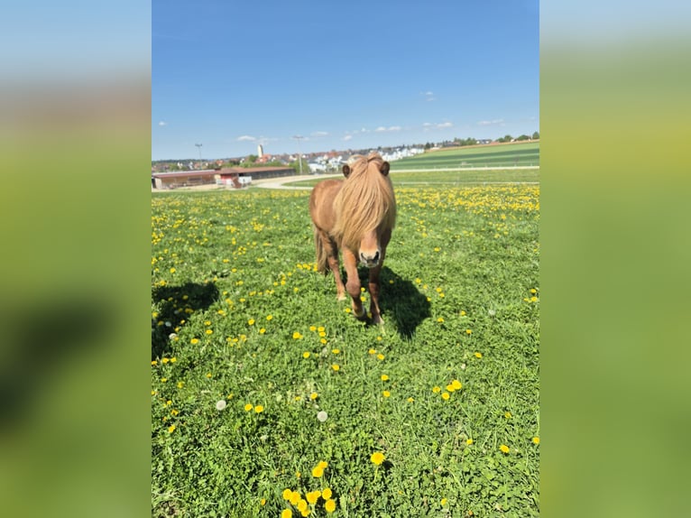 Caballos islandeses Semental Potro (05/2026) 140 cm Alazán in Bibertal