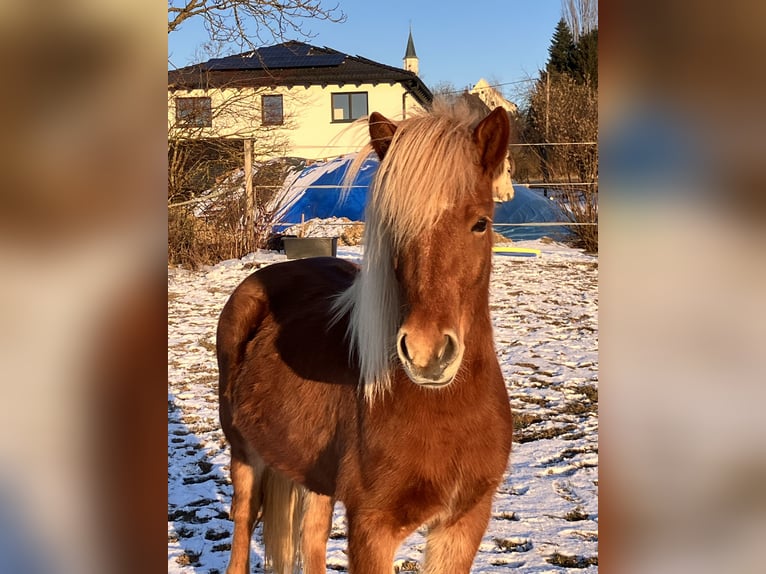 Caballos islandeses Semental Potro (05/2026) 140 cm Alazán in Bibertal
