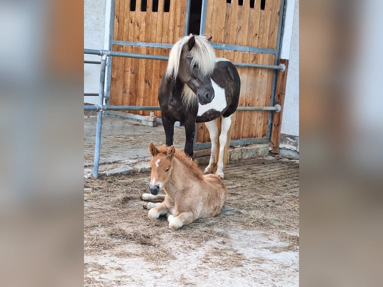 Caballos islandeses Semental Potro (05/2025) 140 cm Alazán in Schacha