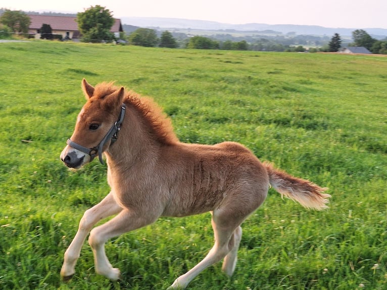 Caballos islandeses Semental Potro (05/2025) 140 cm Alazán in Schacha