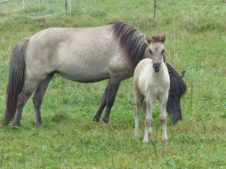 Caballos islandeses Semental Potro (02/2024) 140 cm Bayo in Markt Wald