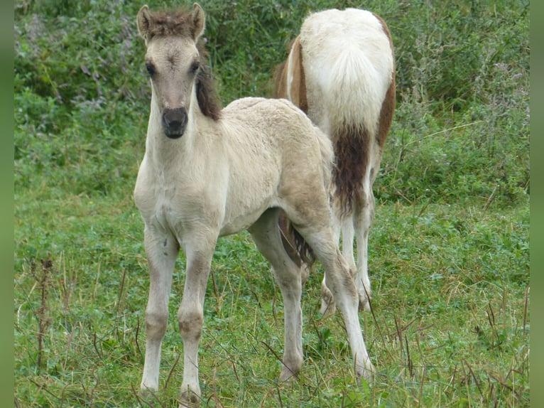 Caballos islandeses Semental Potro (02/2024) 140 cm Bayo in Markt Wald