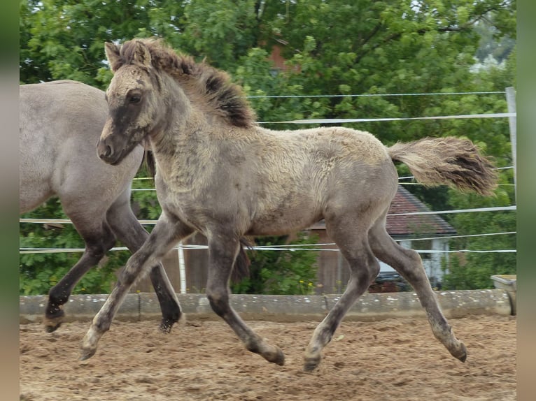 Caballos islandeses Semental Potro (02/2024) 140 cm Bayo in Markt Wald