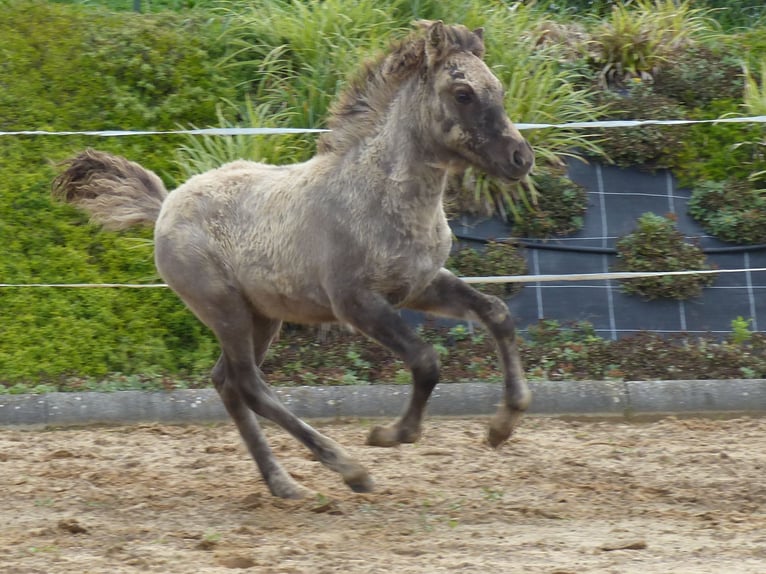 Caballos islandeses Semental Potro (02/2024) 140 cm Bayo in Markt Wald