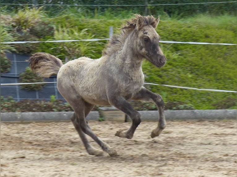 Caballos islandeses Semental Potro (02/2024) 140 cm Bayo in Markt Wald