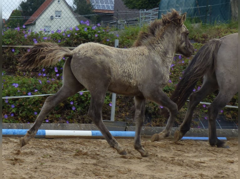 Caballos islandeses Semental Potro (02/2024) 140 cm Bayo in Markt Wald