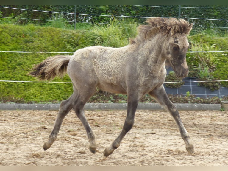 Caballos islandeses Semental Potro (02/2024) 140 cm Bayo in Markt Wald