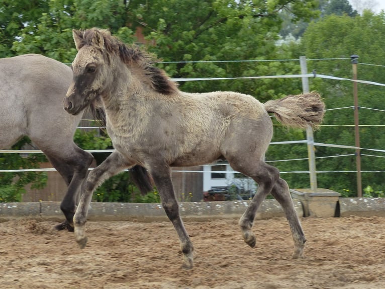 Caballos islandeses Semental Potro (02/2024) 140 cm Bayo in Markt Wald