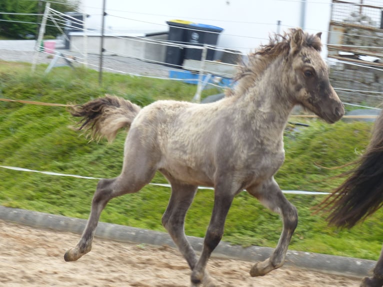 Caballos islandeses Semental Potro (02/2024) 140 cm Bayo in Markt Wald