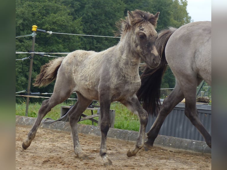 Caballos islandeses Semental Potro (02/2024) 140 cm Bayo in Markt Wald