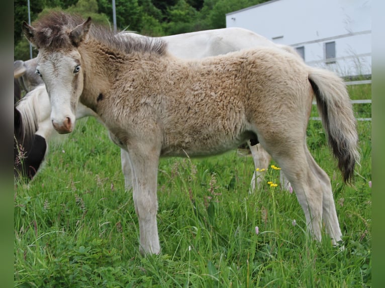 Caballos islandeses Semental  140 cm Buckskin/Bayo in Saarland