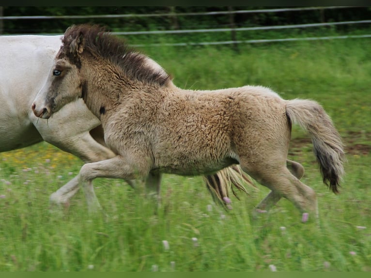Caballos islandeses Semental  140 cm Buckskin/Bayo in Saarland