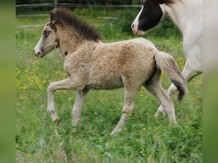 Caballos islandeses Semental  140 cm Buckskin/Bayo in Saarland