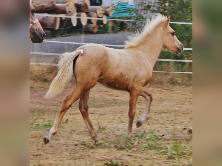 Caballos islandeses Semental Potro (04/2026) 140 cm Palomino in Saarland