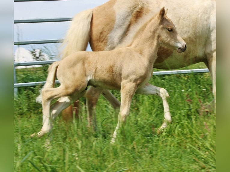 Caballos islandeses Semental Potro (04/2026) 140 cm Palomino in Saarland