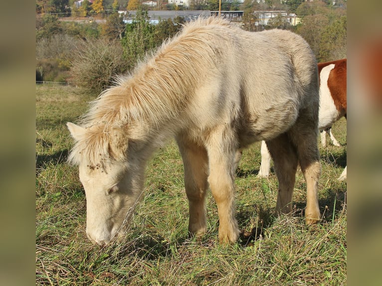 Caballos islandeses Semental Potro (05/2024) 140 cm Perlino in Saarland