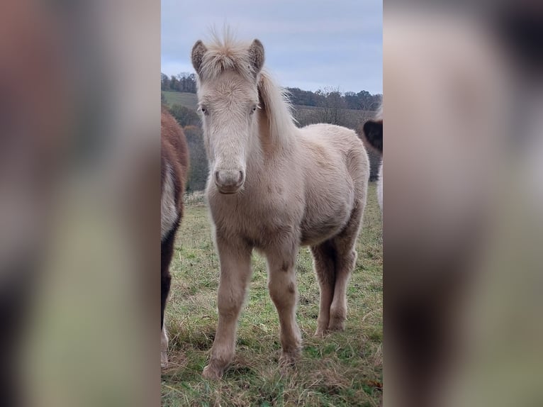 Caballos islandeses Semental Potro (05/2024) 140 cm Perlino in Saarland