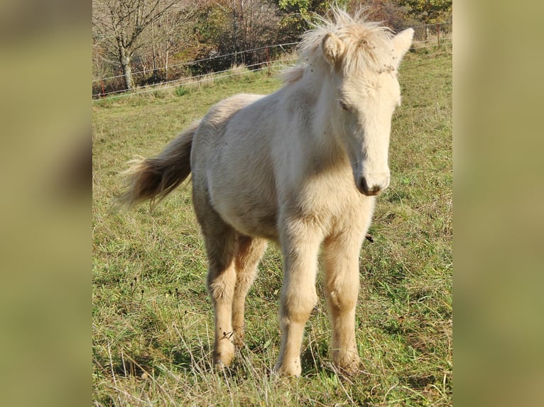 Caballos islandeses Semental Potro (05/2024) 140 cm Perlino in Saarland