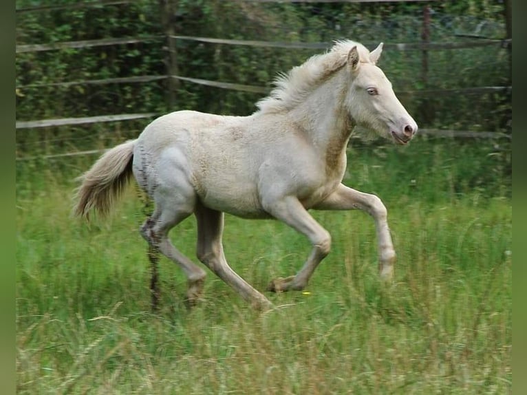 Caballos islandeses Semental Potro (05/2024) 140 cm Perlino in Saarland