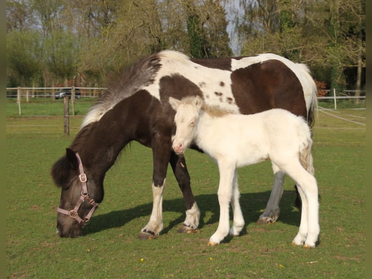 Caballos islandeses Semental  140 cm Pío in Südlohn