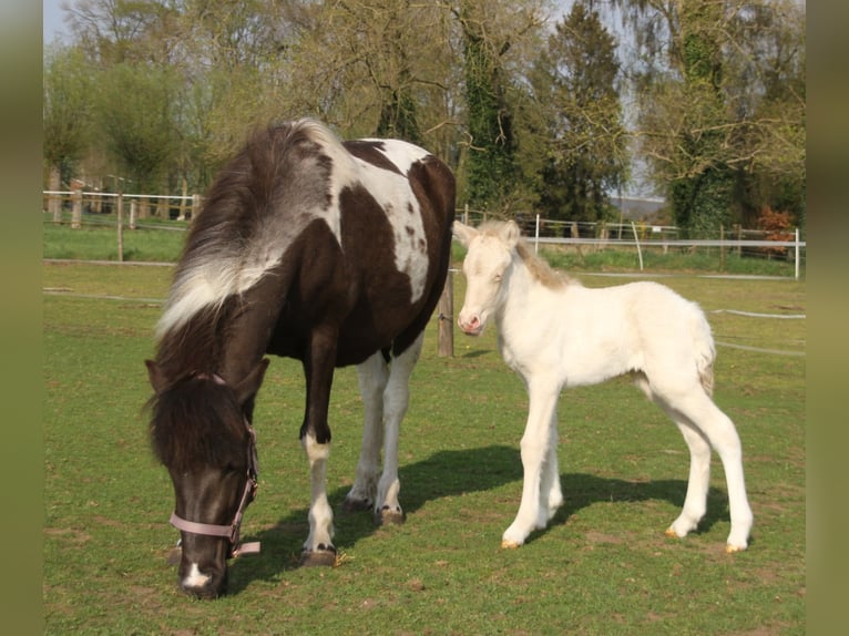 Caballos islandeses Semental  140 cm Pío in Südlohn