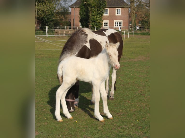 Caballos islandeses Semental  140 cm Pío in Südlohn