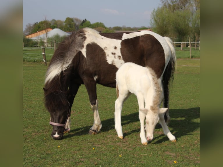 Caballos islandeses Semental  140 cm Pío in Südlohn