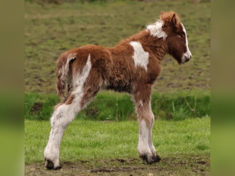 Caballos islandeses Semental Potro (03/2024) 140 cm Pío in Winterswijk kotten